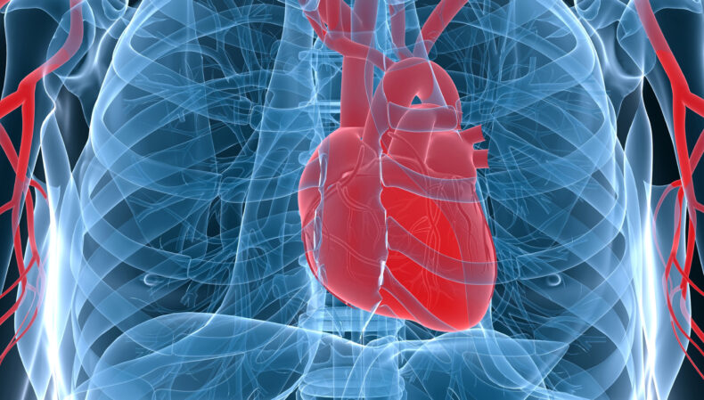 heart stock image