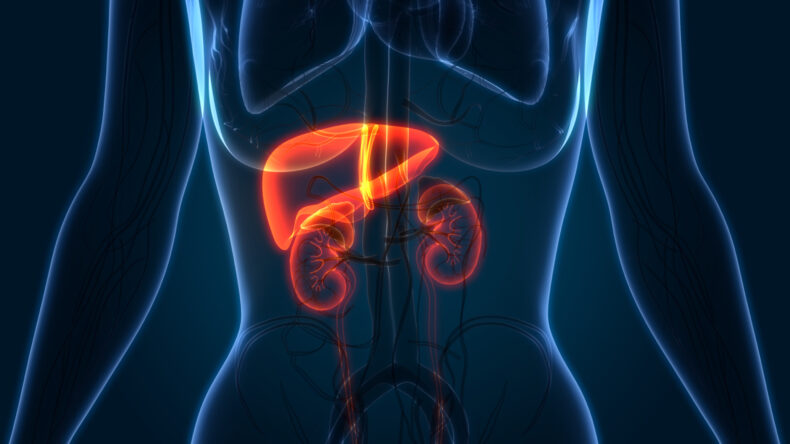 kidney stock image
