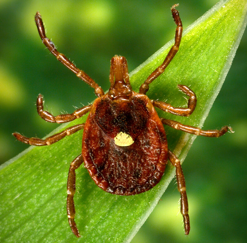 close up image of a tick that causes alpha-gal syndrome