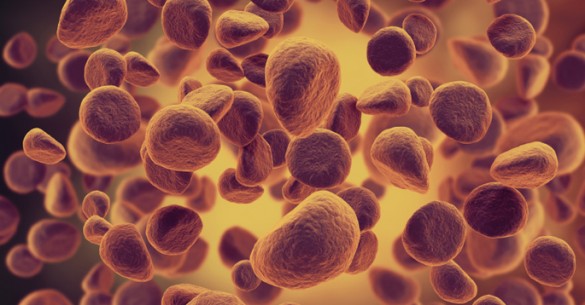 stock image of leukemia cells