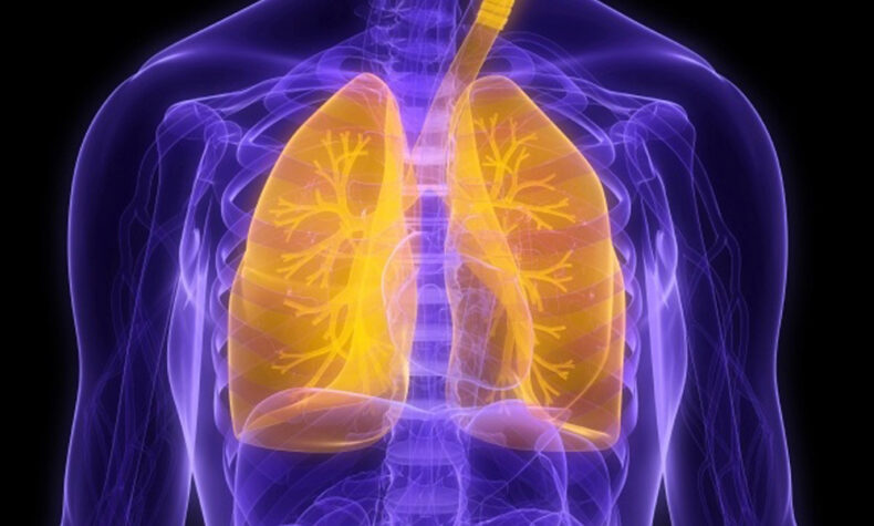 lung illustration image