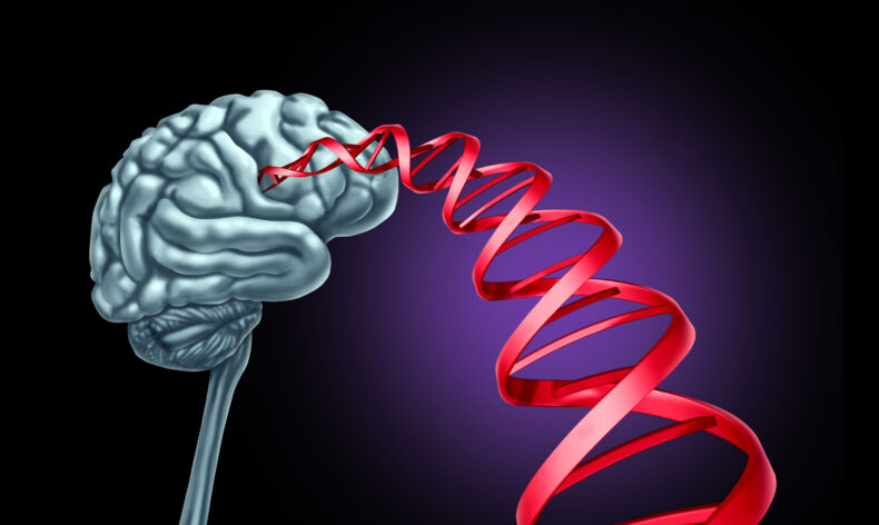 Brain and DNA stock image